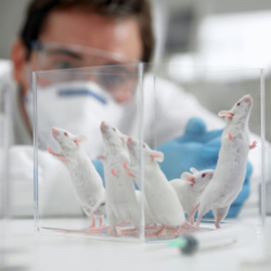 experimento-animal-15_edit.jpg